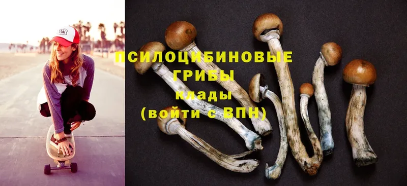 Галлюциногенные грибы Cubensis  Байкальск 